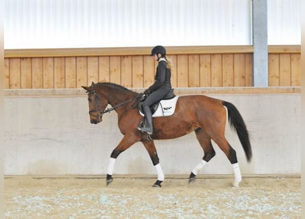Altri cavalli a sangue caldo, Giumenta, 4 Anni, 174 cm, Baio
