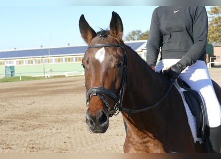 Altri cavalli a sangue caldo, Giumenta, 5 Anni, 155 cm, Baio