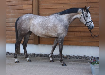Altri cavalli a sangue caldo, Giumenta, 5 Anni, 160 cm, Grigio pezzato