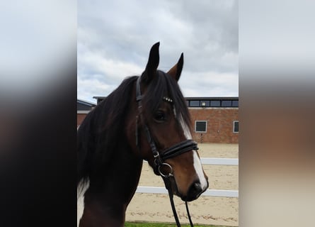 Altri cavalli a sangue caldo, Giumenta, 5 Anni, 160 cm, Pezzato