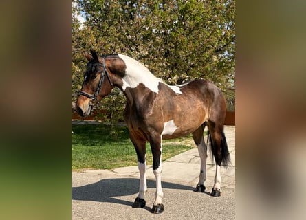 Altri cavalli a sangue caldo, Giumenta, 5 Anni, 160 cm, Pezzato