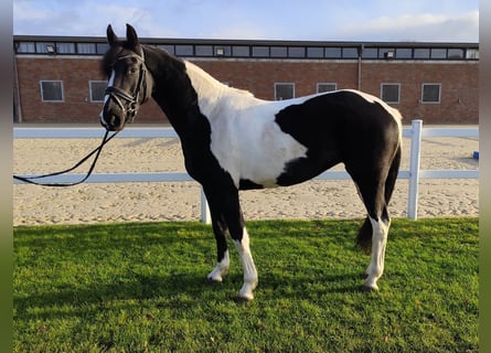 Altri cavalli a sangue caldo, Giumenta, 5 Anni, 162 cm, Pezzato