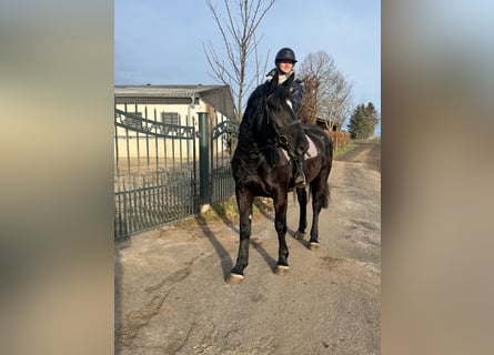 Altri cavalli a sangue caldo, Giumenta, 5 Anni, 164 cm, Morello