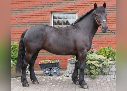 Altri cavalli a sangue caldo, Giumenta, 6 Anni, 155 cm, Morello