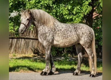 Altri cavalli a sangue caldo Mix, Giumenta, 6 Anni, 157 cm, Grigio pezzato