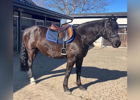 Altri cavalli a sangue caldo Mix, Giumenta, 6 Anni, 160 cm, Morello