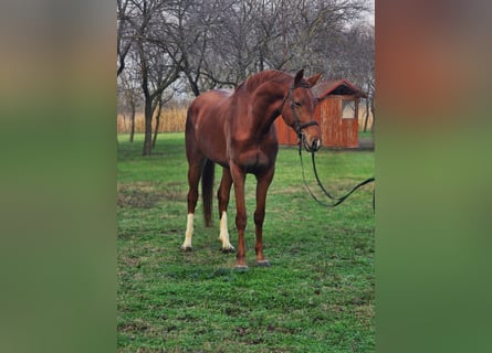 Altri cavalli a sangue caldo, Giumenta, 6 Anni, 163 cm, Baio
