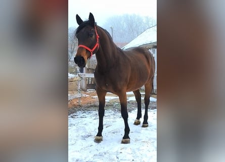 Altri cavalli a sangue caldo, Giumenta, 6 Anni, 172 cm, Baio