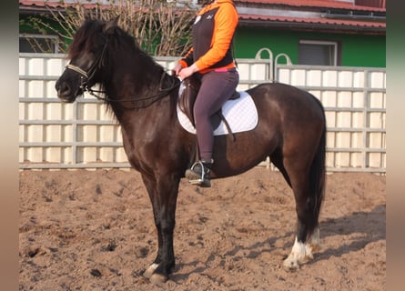 Altri cavalli a sangue caldo, Giumenta, 7 Anni, 155 cm, Morello