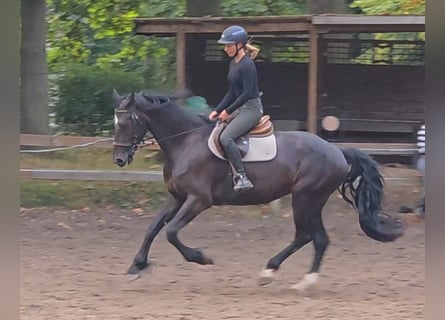 Altri cavalli a sangue caldo, Giumenta, 7 Anni, 165 cm, Baio nero