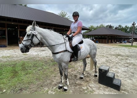 Altri cavalli a sangue caldo, Giumenta, 7 Anni, 170 cm, Baio ciliegia