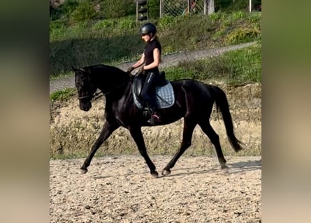 Altri cavalli a sangue caldo, Giumenta, 7 Anni