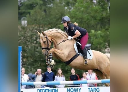 Altri cavalli a sangue caldo, Giumenta, 8 Anni, 165 cm, Palomino