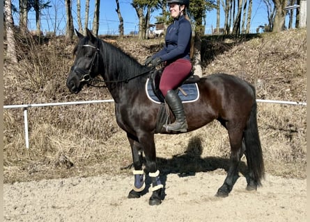 Altri cavalli a sangue caldo, Giumenta, 9 Anni, 158 cm, Morello