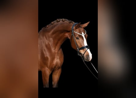 Altri cavalli a sangue caldo, Giumenta, 9 Anni, 168 cm