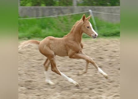 Altri cavalli a sangue caldo, Giumenta, Puledri
 (04/2023), 168 cm, Palomino