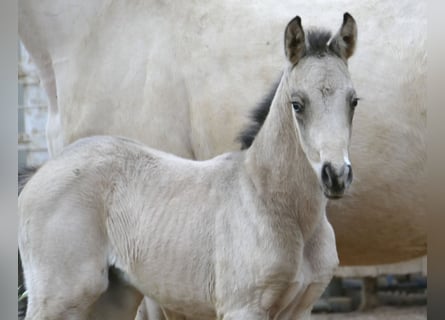 Altri cavalli a sangue caldo, Giumenta, Puledri (04/2026), 168 cm, Pelle di daino
