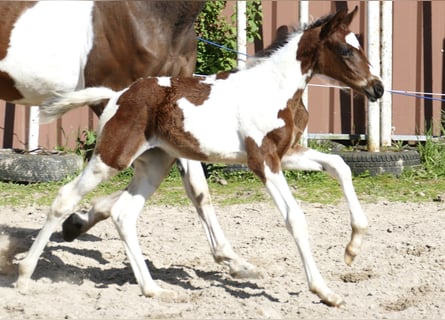 Altri cavalli a sangue caldo, Giumenta, Puledri (04/2024), 172 cm, Pezzato