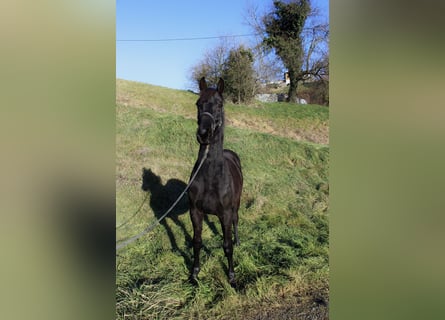 Altri cavalli a sangue caldo, Stallone, 2 Anni, 174 cm, Morello