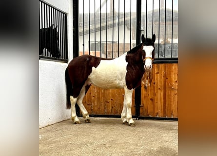 Altri cavalli a sangue caldo Mix, Stallone, 3 Anni, 140 cm