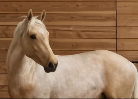 Altri cavalli a sangue caldo, Stallone, 3 Anni, 165 cm, Palomino