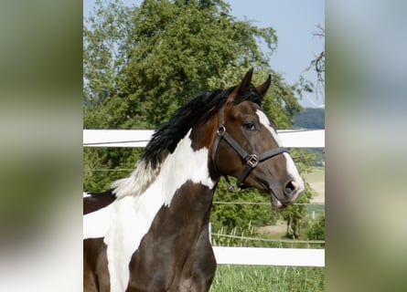 Altri cavalli a sangue caldo, Stallone, 3 Anni, 170 cm, Pezzato