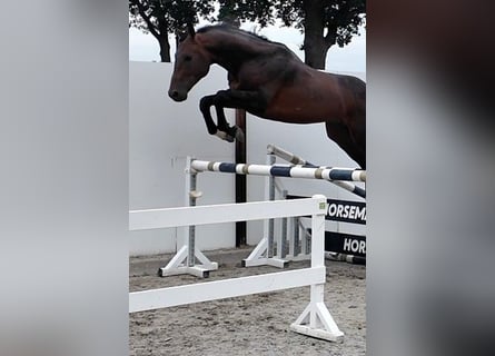 Altri cavalli a sangue caldo, Stallone, 5 Anni, 168 cm, Baio ciliegia