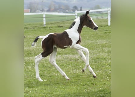 Altri cavalli a sangue caldo, Stallone, Puledri (04/2026), 170 cm, Pezzato