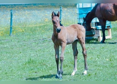 Altri cavalli a sangue caldo, Stallone, Puledri (03/2025), Baio