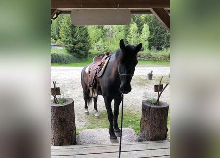 Altri cavalli a sangue freddo Mix, Castrone, 10 Anni, 155 cm, Baio nero