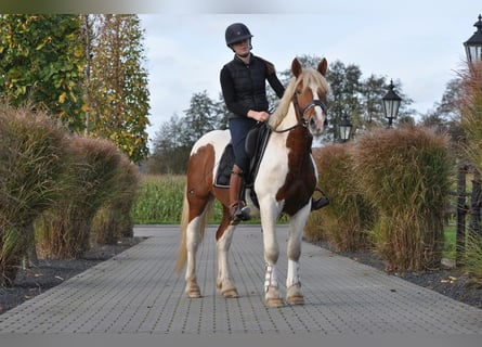 Altri cavalli a sangue freddo, Castrone, 4 Anni, 152 cm, Pezzato