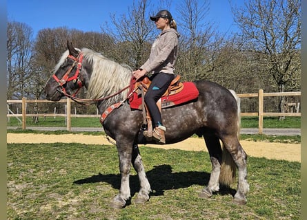 Altri cavalli a sangue freddo, Castrone, 4 Anni, 153 cm, Sauro scuro