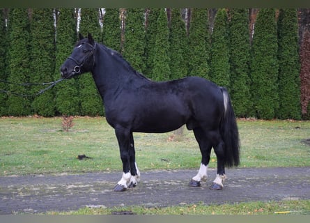 Altri cavalli a sangue freddo Mix, Castrone, 4 Anni, 157 cm, Morello