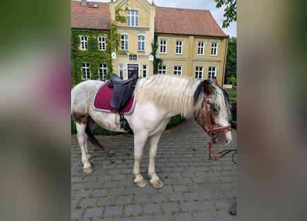 Altri cavalli a sangue freddo, Castrone, 4 Anni, 160 cm, Pezzato
