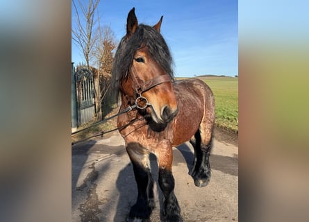 Altri cavalli a sangue freddo, Castrone, 5 Anni, 153 cm, Baio