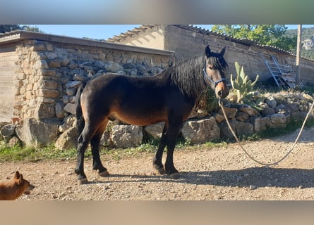 Altri cavalli a sangue freddo, Castrone, 6 Anni, 155 cm