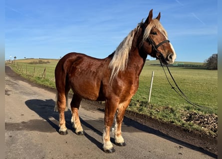 Altri cavalli a sangue freddo Mix, Castrone, 7 Anni, 160 cm, Baio chiaro