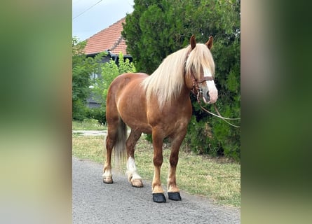 Altri cavalli a sangue freddo, Castrone, 8 Anni, 153 cm, Sauro