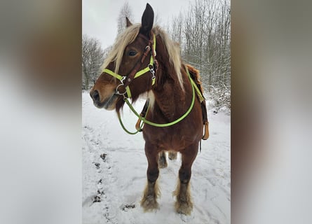 Altri cavalli a sangue freddo, Giumenta, 10 Anni, 155 cm, Sauro