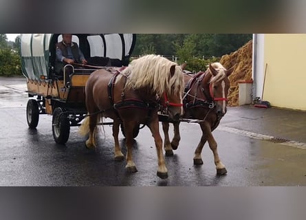 Altri cavalli a sangue freddo, Giumenta, 10 Anni, 159 cm, Sauro