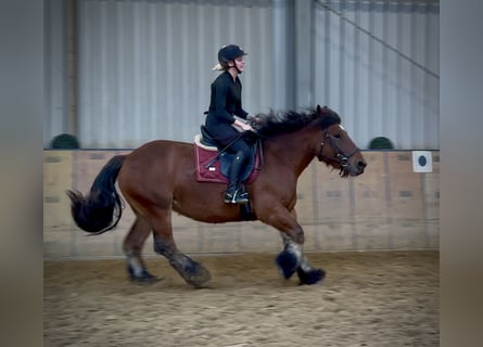 Altri cavalli a sangue freddo, Giumenta, 11 Anni, 152 cm, Baio