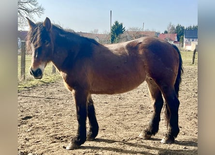 Altri cavalli a sangue freddo Mix, Giumenta, 11 Anni, Falbo baio