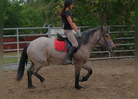 Altri cavalli a sangue freddo Mix, Giumenta, 4 Anni, 155 cm, Falbo baio