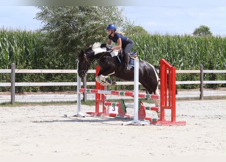 Altri cavalli a sangue freddo, Giumenta, 6 Anni, 150 cm, Pezzato