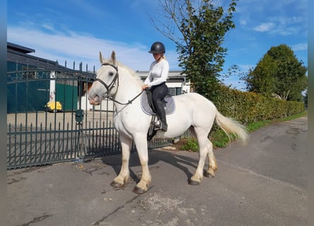 Altri cavalli a sangue freddo, Giumenta, 6 Anni, 162 cm, Grigio