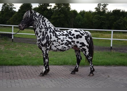 Altri cavalli a sangue freddo Mix, Stallone, 6 Anni, 158 cm, Leopard