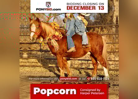 Altri pony/cavalli di piccola taglia, Castrone, 10 Anni, 124 cm, Sauro ciliegia