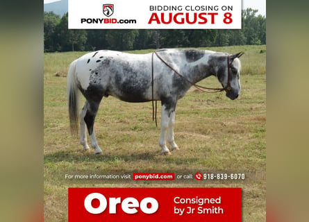 Altri pony/cavalli di piccola taglia, Castrone, 10 Anni, 135 cm, Pezzato
