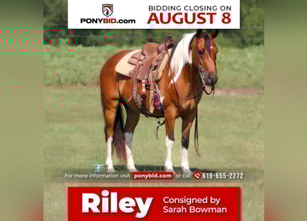 Altri pony/cavalli di piccola taglia, Castrone, 10 Anni, 140 cm, Baio ciliegia
