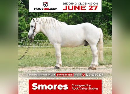 Altri pony/cavalli di piccola taglia, Castrone, 10 Anni, Bianco